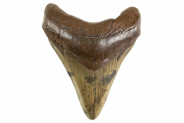 Fossil Megalodon Tooth - South Carolina #325242